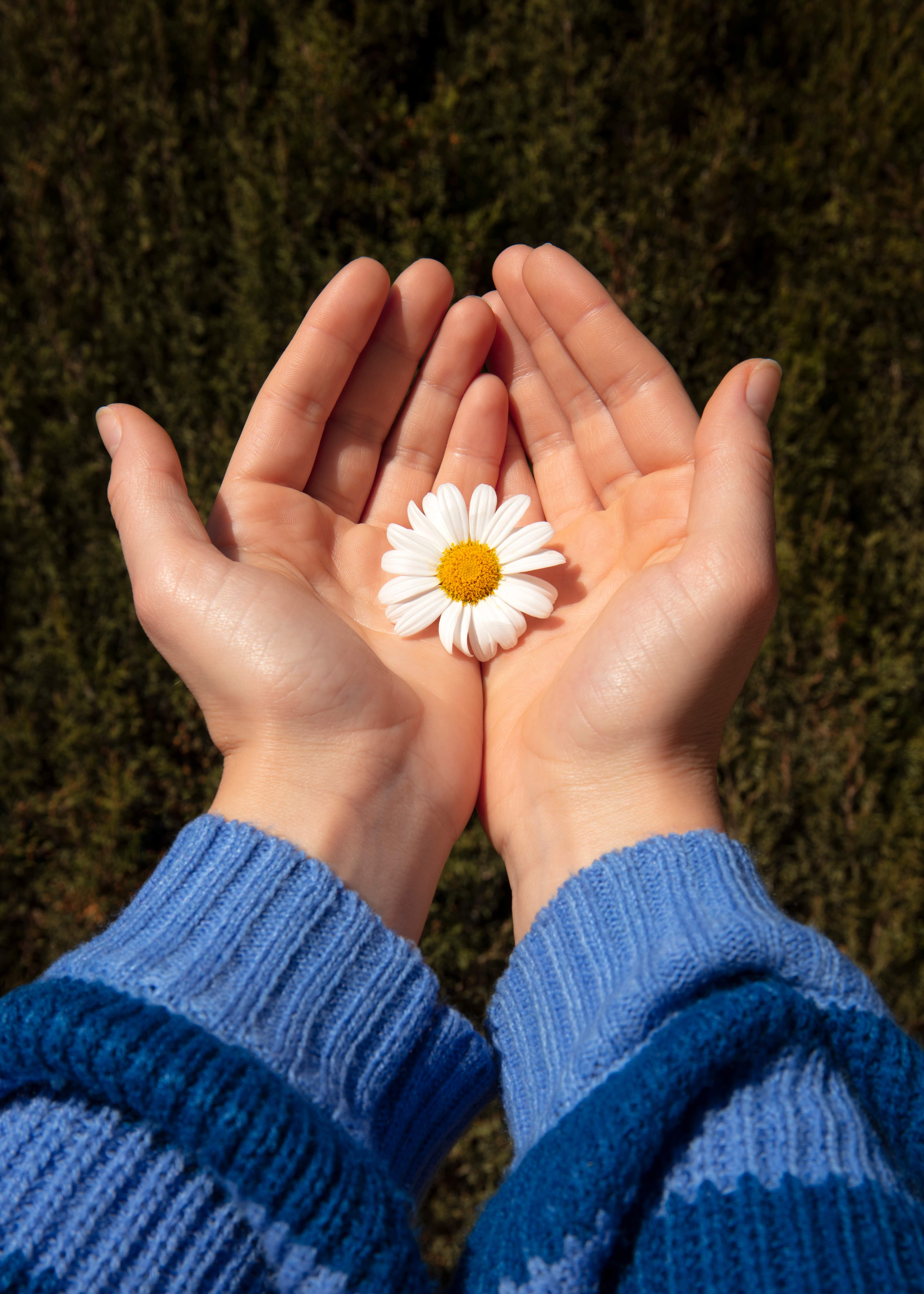 Cupped hands holding a single daisy, the spirit of careful, attentive wound care.